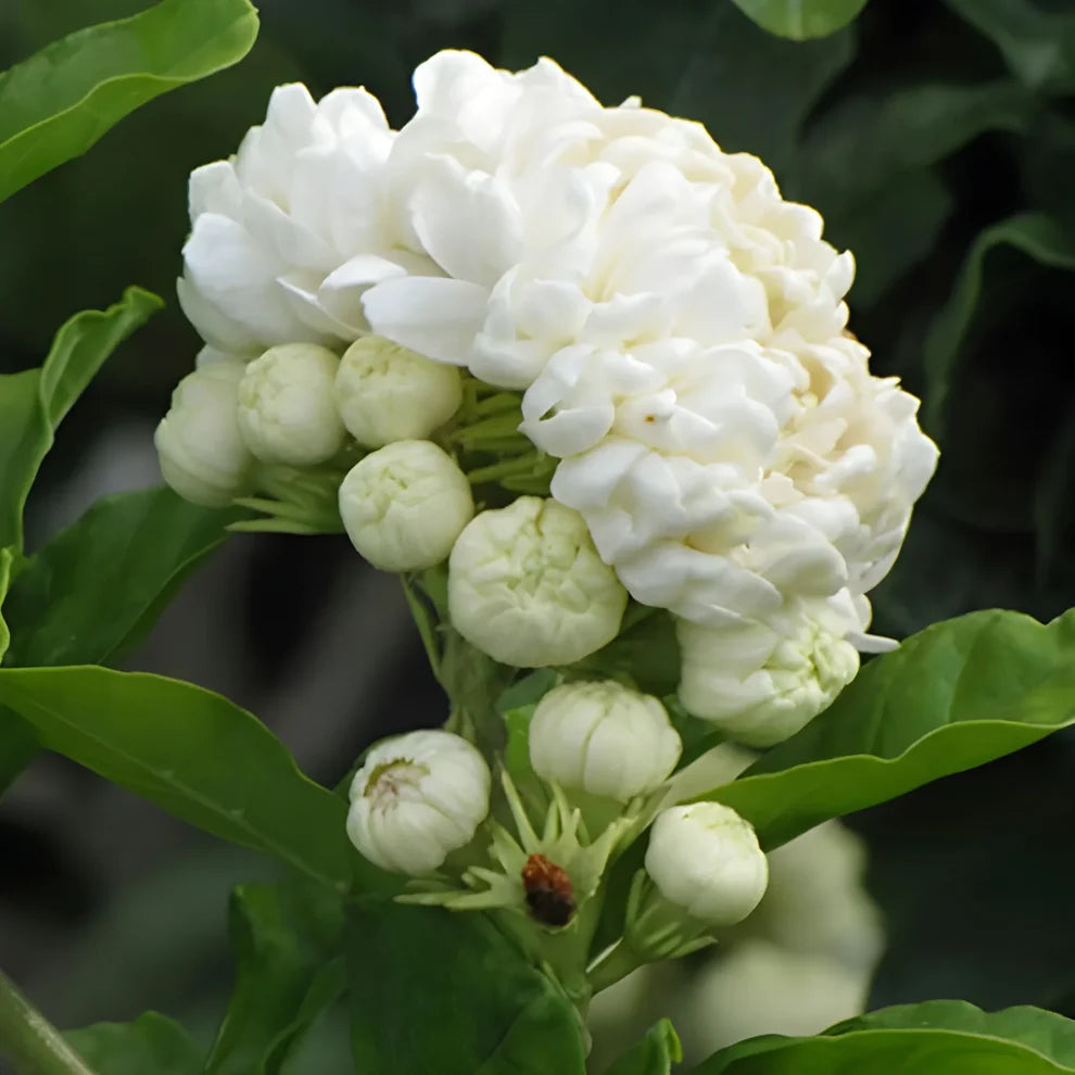 13662